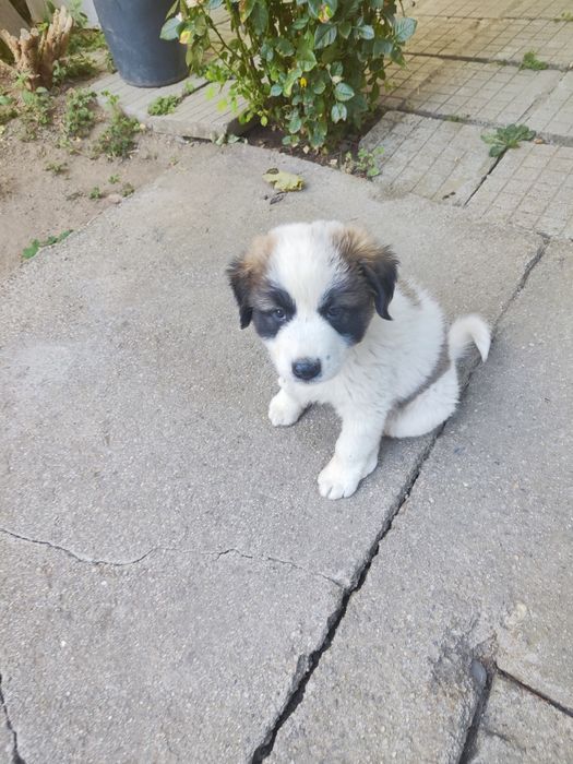 Подарявам кученца