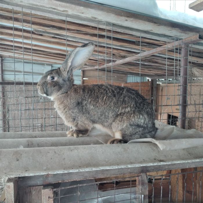 Vînd Femela uriaș german