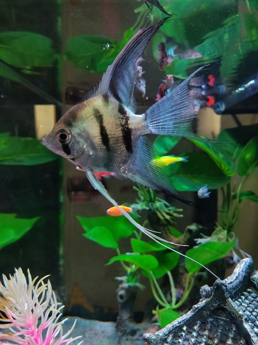 Продам рыба скалярии