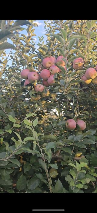 Mere de vânzare Florina