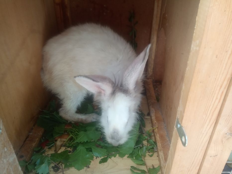 Quyonlar va qafas sotiladi.