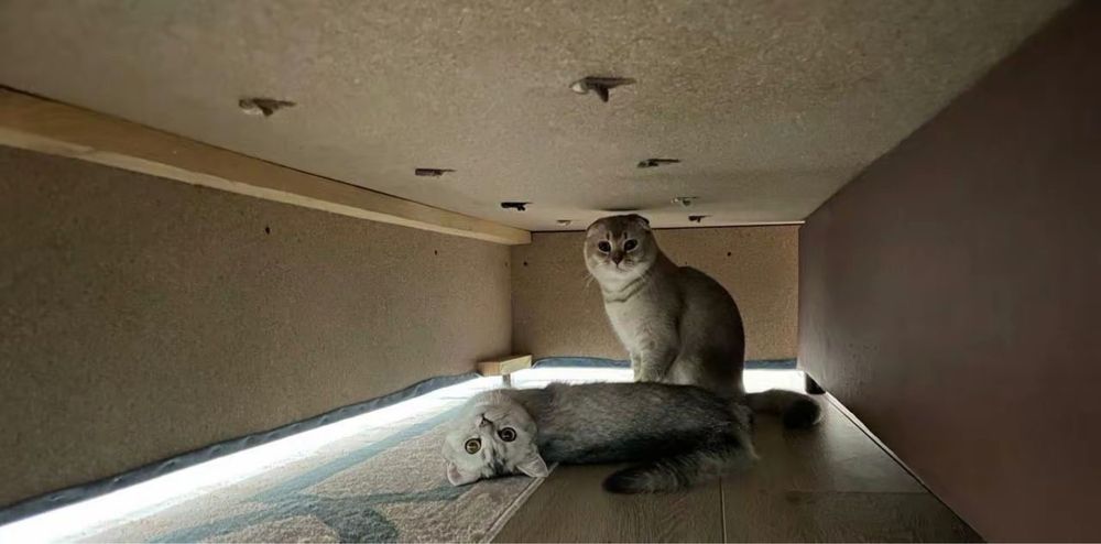 Мышка ищет себе кота