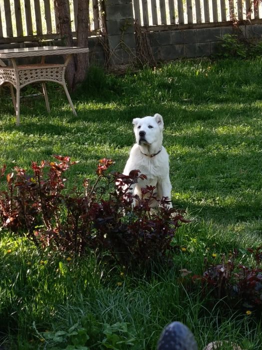 Продается Алабай