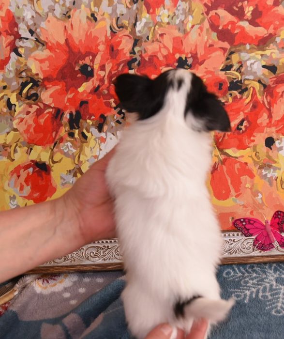 Щенки папийона для вас!