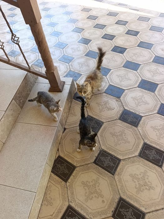 Домашние кошки ю