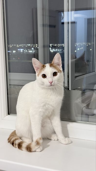 отдам кошку бесплатно