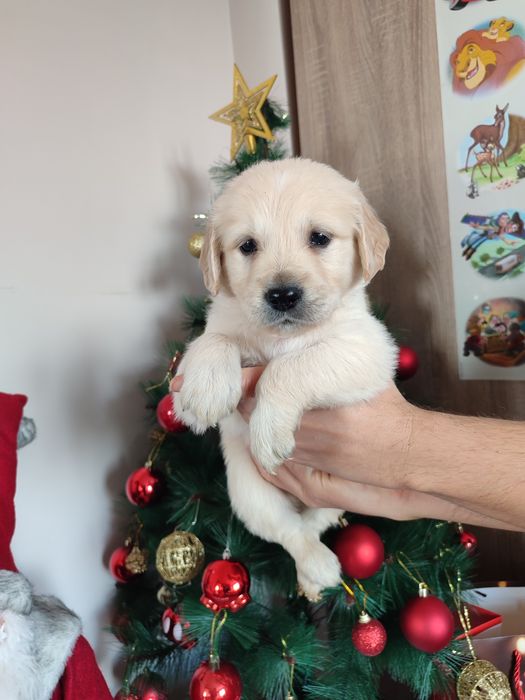 Голдън  ретривър