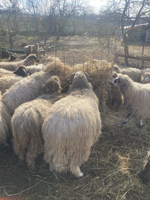 Berbeci breezi 2 ani