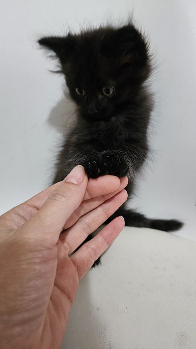 Котятки в добрые руки