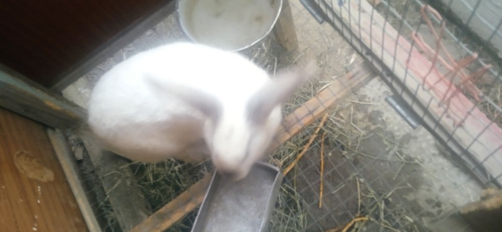 Продаётся кролик полувеликан