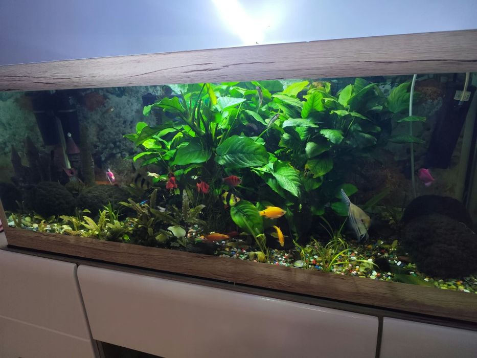 Acvariu plantat si populat 160 litri