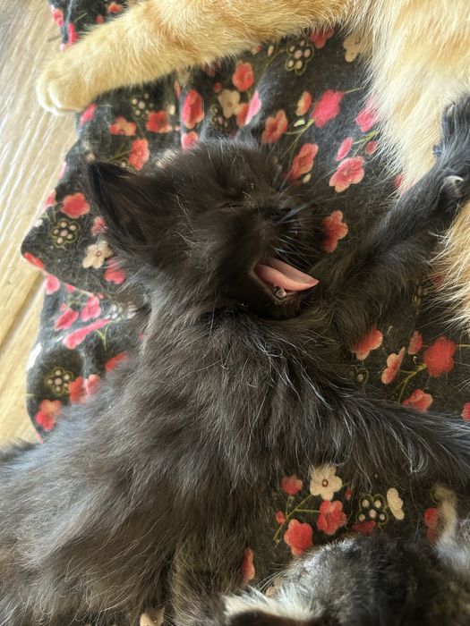3 маленьких котенка