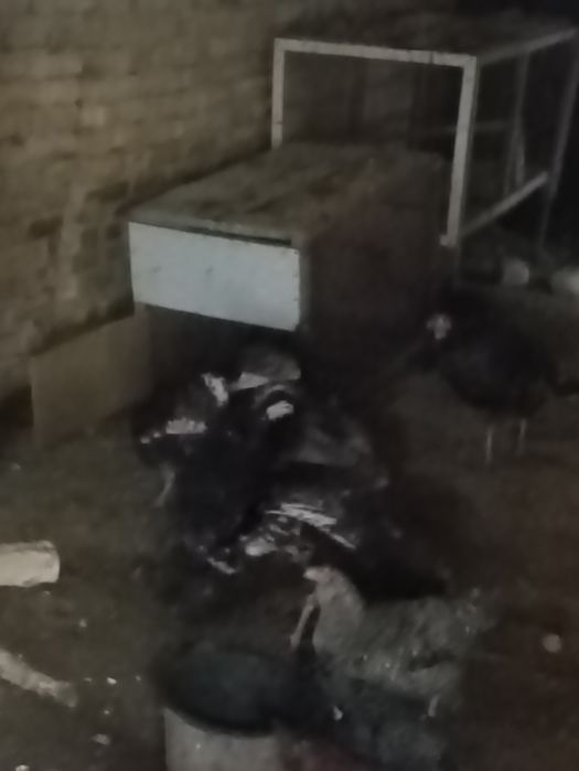 Куркалар сотилади