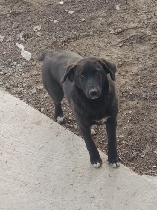 Отдам хороши руки щенка