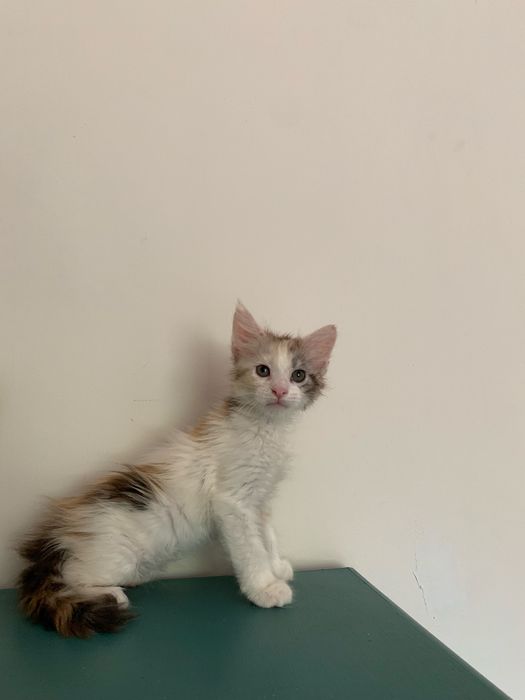 малышки мейнкун (девочки ) с родословными