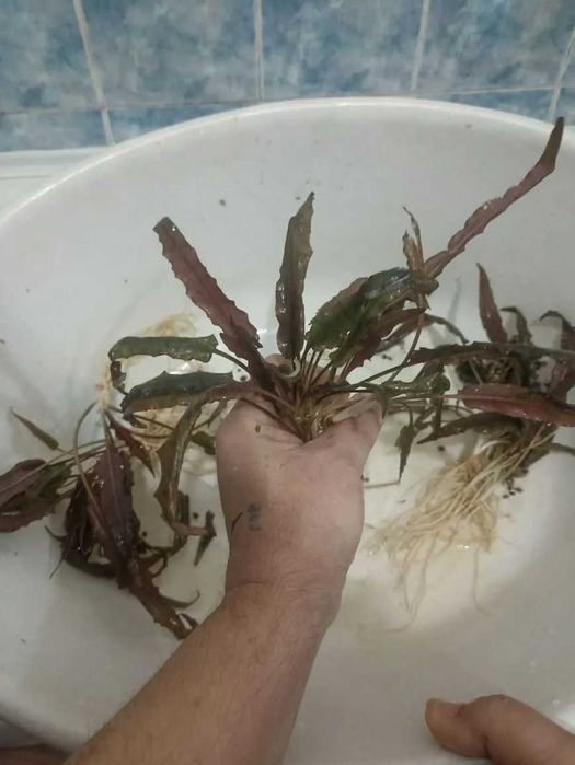 Аквариумные растения.