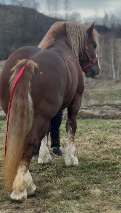 Super Armasarii pentru Montă Publică sau Vânzare !