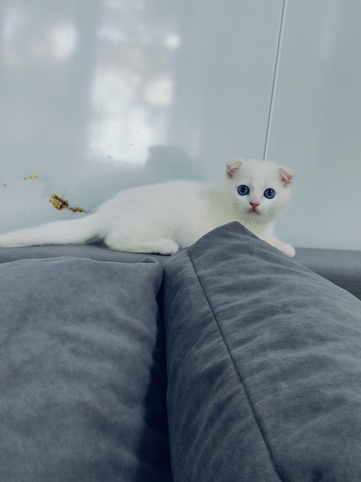 Котик белый Фолд клубный