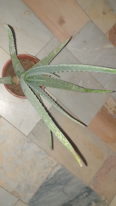 Алоэ вера усимлиги