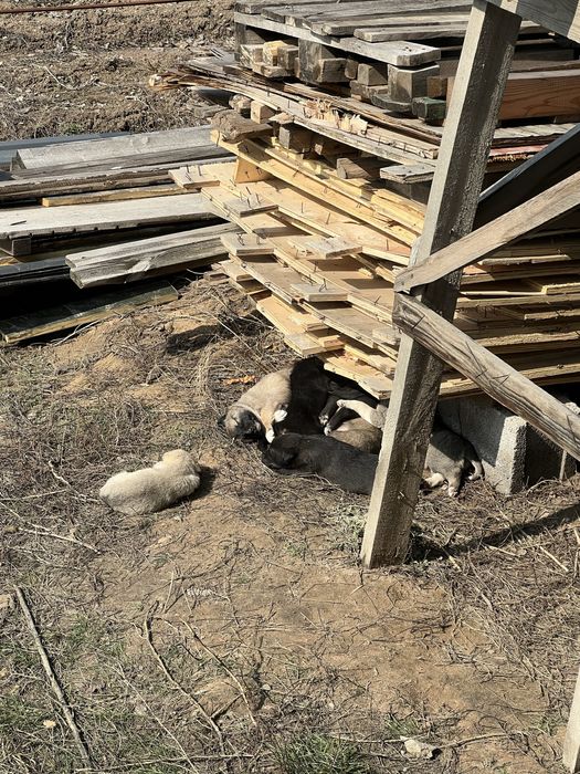 Щенята 1-1,5 месяца