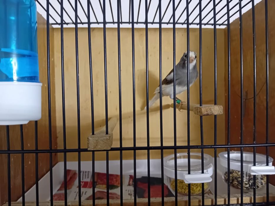 Cocoș pitic caută casa noua