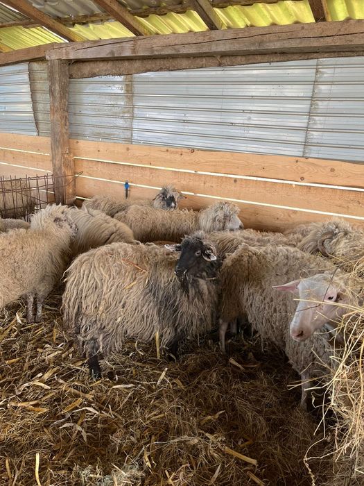 Vând oi sau schimb cu vitei