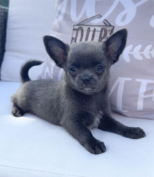 Топ Синьо Мини Чихуахуа Момче