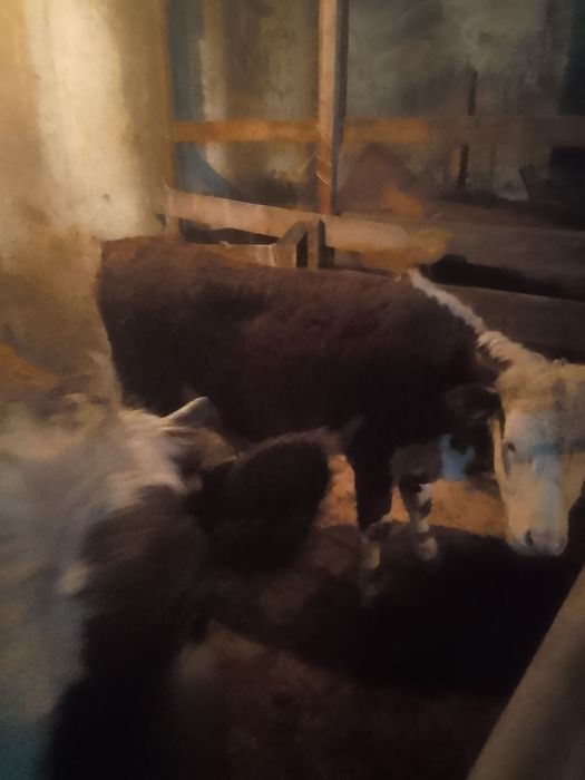 Продам телок 4штуки