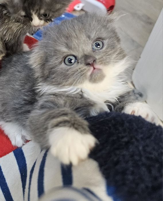 Продам шотландских котят!