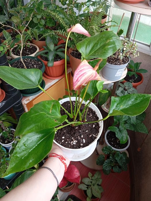 Продам цветы комнатные