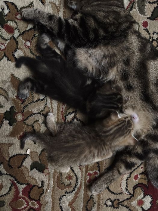 Шотладские котята