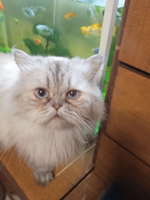 Отдам персидскую кошку