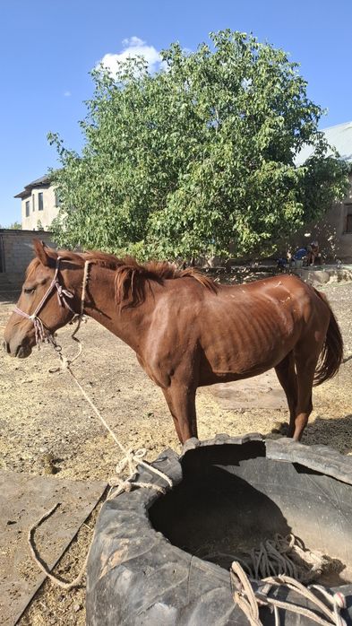 Бие сатылады күрең