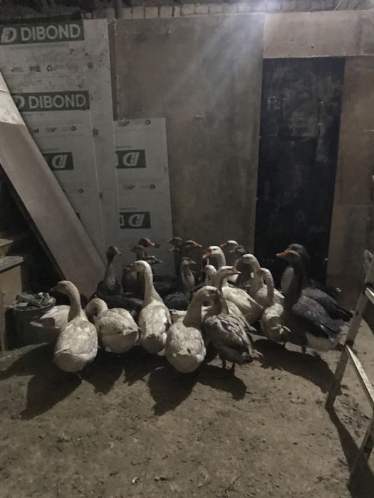 Продам гусей, срочно!
