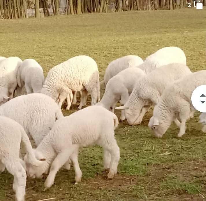 Vând miei, rasa de carne.