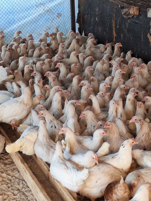 Молодняк Несушки Коррал Ник