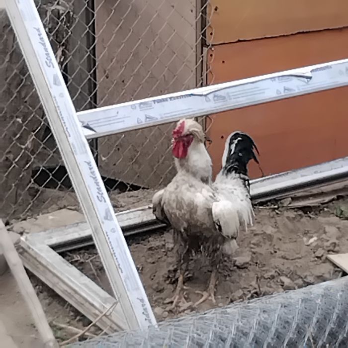 Үкілі қораз сатылады