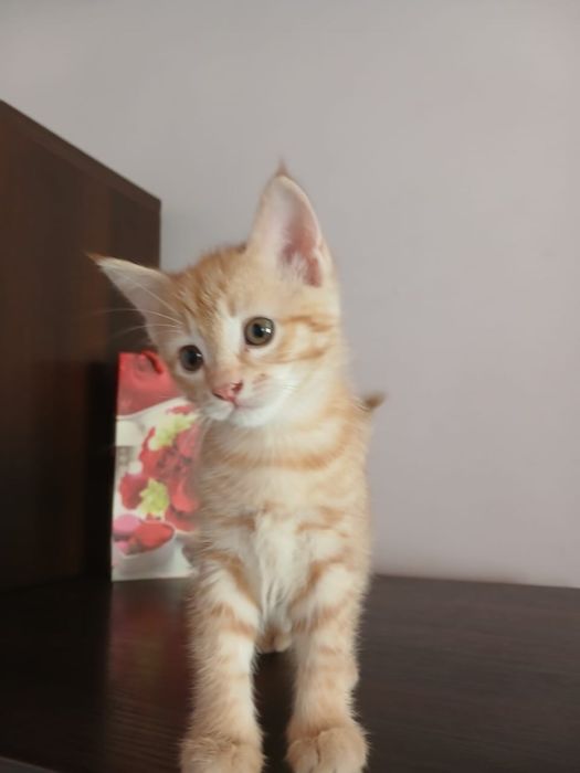 Котята  котенок в добрые руки