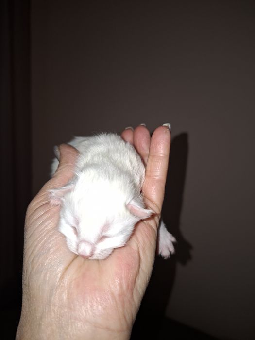 Мейн-кун маленькие котята