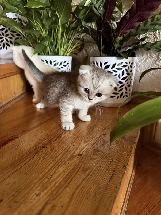 продаются скоттиш cтрайт и фолд чисто кровьный котята