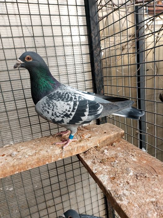 Disponibili pentru cei interesați