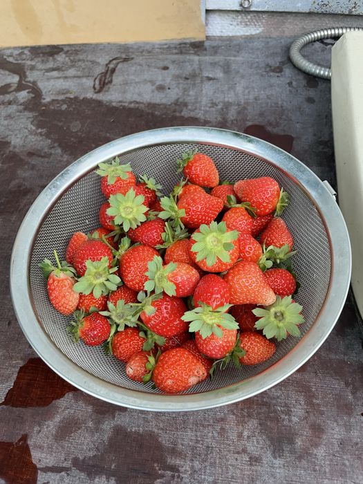 Клубника рассада