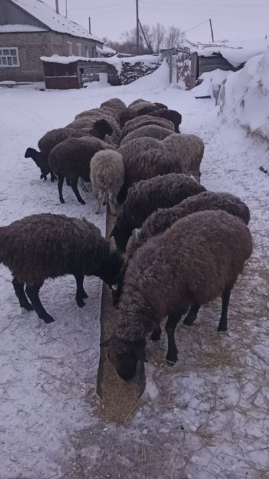 Продам баранов , 10 голов