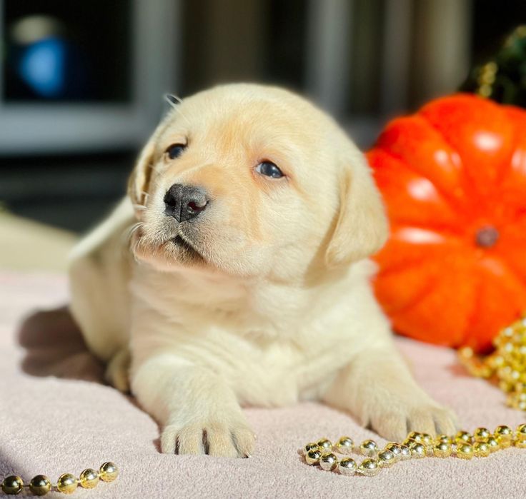 Pui Labrador Retriever cu pedigree