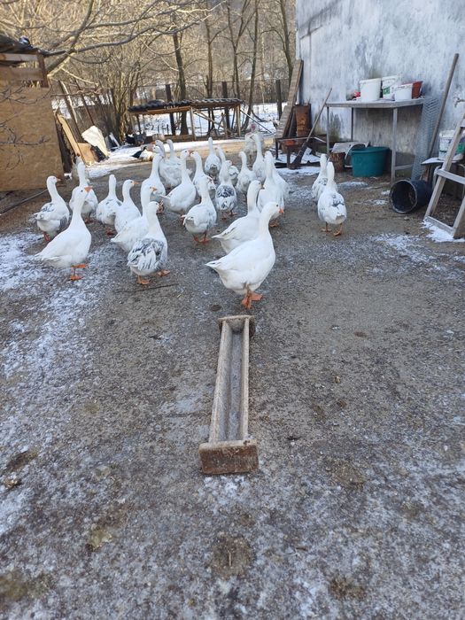 De vanzare  gâște și gascani crescuți natural