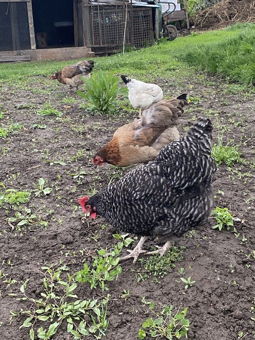 Продам куры хорошие