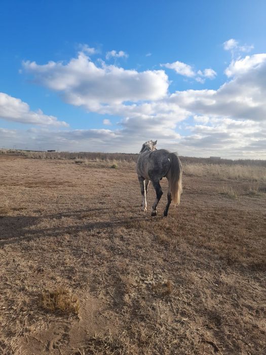 Продаётся жеребец 7 лет