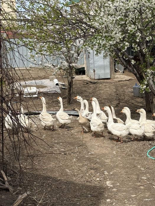 Гусиные яйца домашние