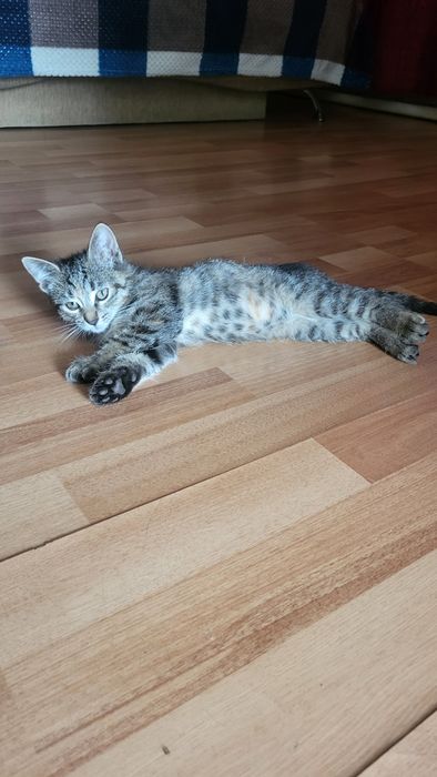 Отдам котёнка девочка!
