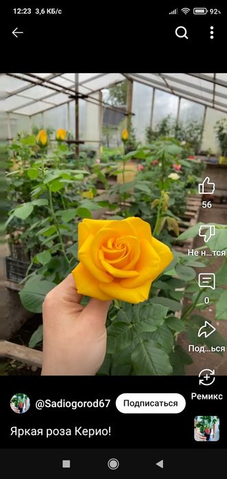 вющая.роза.. . Глициня